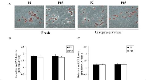 Adipogenic Differentiation Potential Of T Mscs According To Long Term