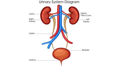 Well Labelled Diagram Of Excretory System