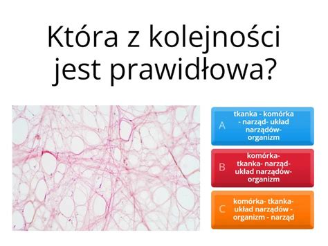 Organizm Cz Owieka Jako Funkcjonalna Ca O Test