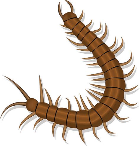 Best Centipede Illustrations Royalty Free Vector Graphics And Clip Art