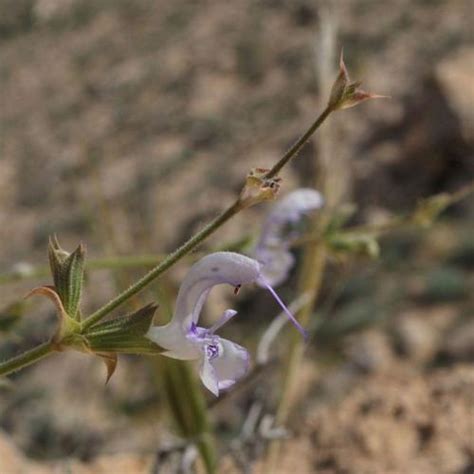 Palestinian Salvia Salvia Palaestina In The Salvias Database