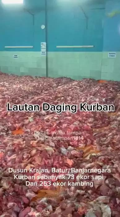 Separuh Warga Dusun Di Banjarnegara Berkurban Penampakan Daging Ton