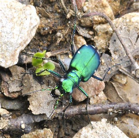 Metallic Green Tiger Beetle Cicindela Sexguttata Bugguidenet