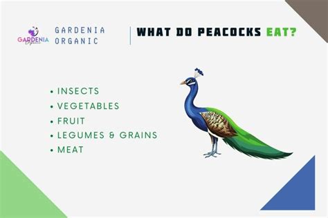 What To Feed Wild Peacocks In Your Backyard Feeding Guide Gardenia