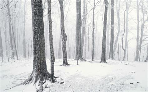 2000x1250 / photography trees winter snow wallpaper - Coolwallpapers.me!