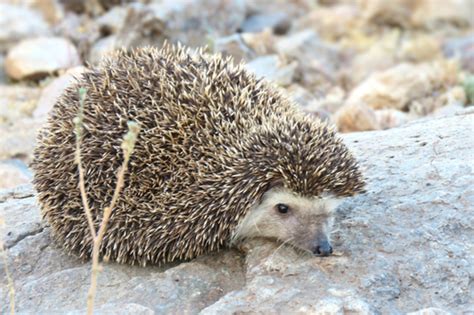 Subspecies Atelerix algirus algirus · iNaturalist