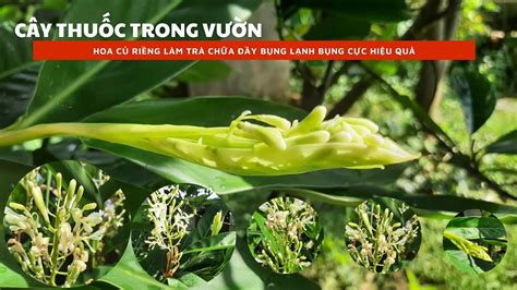 Cây riềng và tác dụng bất ngờ từ hoa riềng bạn nên biết để không bỏ phí nhé @mebaohan.official ...