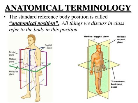 List Of Anatomical Terms