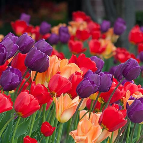 Tulip Bulbs Rainbow Coalition For Sale Tulips Tulip Bulbs Garden Bulbs