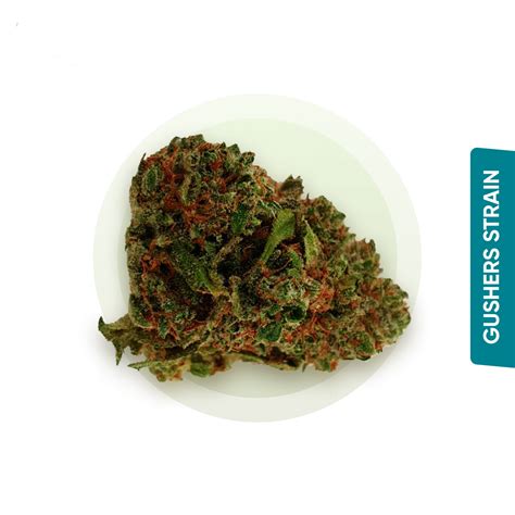 Buy Gushers Strain Online In UK Broccoli Nugs