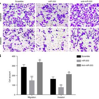 Mir Inhibits The Migration And Invasion Of Htr Svneo Cells A