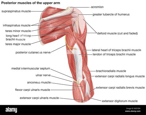 A Posterior View Of The Muscles Of The Human Upper Arm Stock Photo Alamy