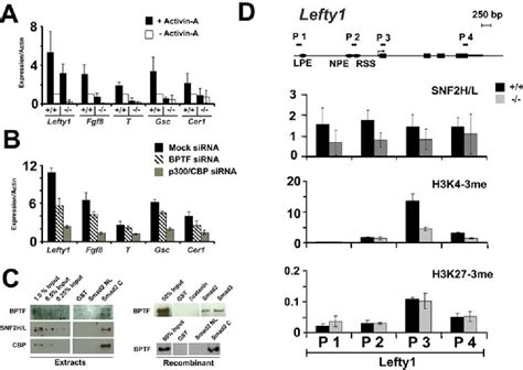 Figure 1 From Essential Role Of Chromatin Remodeling Protein Bptf In