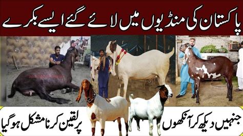 Biggest And Most Expensive Bakra In Pakistan In 2021expensive Bakra