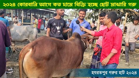 ২০২৪ কোরবানির আগে হাটে কত দামে বিক্রি হচ্ছে ছোট মাঝারি ষাঁড় গরু