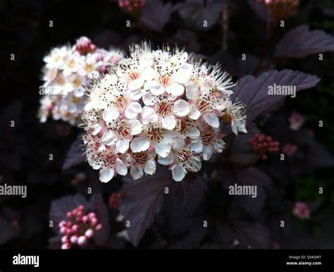 Physocarpus Opulifolius Diabolo Ninebark Diabolo Stockfotografie