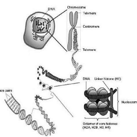 (PDF) Chromatin histones & epigenetic tags