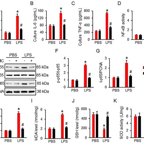 BDMC Treatment Inhibits LPS Induced Inflammation And Oxidative Stress