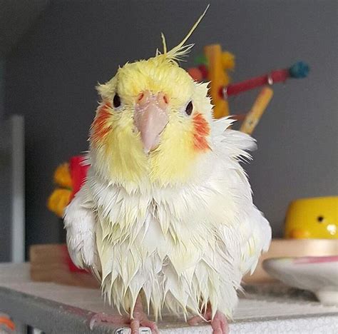 1023 best images about Cockatiels on Pinterest