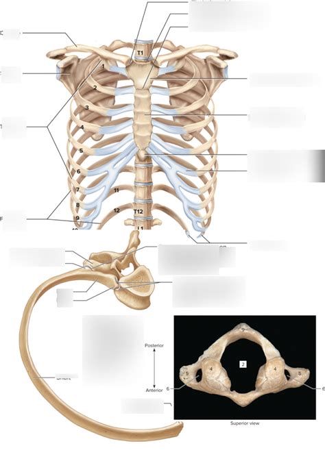 Thoracic Cage Atlas Diagram Diagram Quizlet