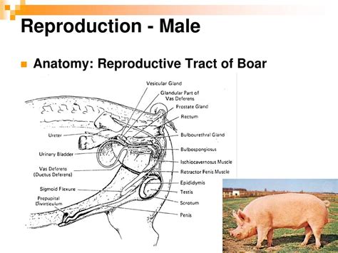 Female Pig Reproductive System