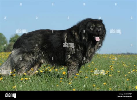 Caucasian Owtscharka Stock Photo Alamy