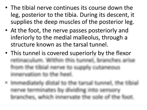 SOLUTION: Anatomy of tibial nerve presentation - Studypool