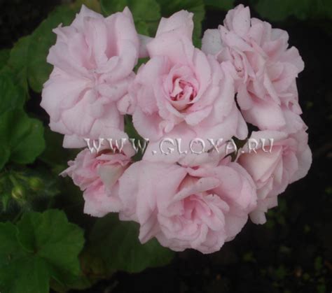 Пеларгония Milfield Rosebud/Rosebud Gem