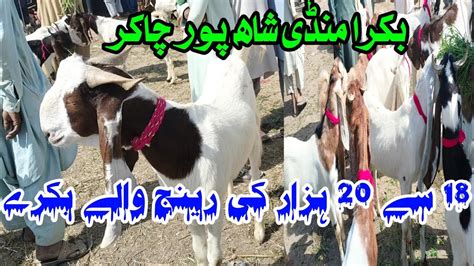 Bakra Eid Ka Sasta Mal Are Bakra Mandi Shahpur Caker Sindh Goat