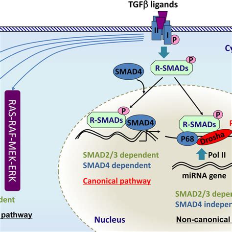 Pdf Transforming Growth Factor β Signaling In Uterine Development And