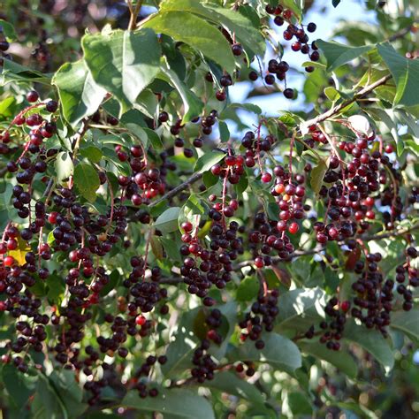 Prunus Virginiana Fruit