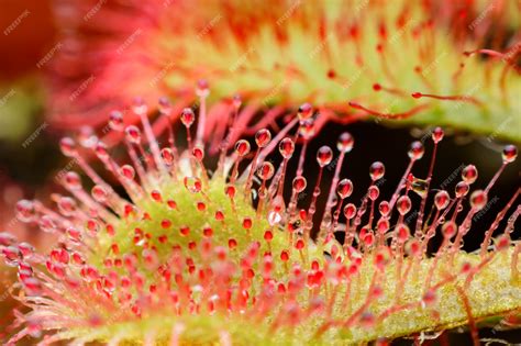 premium photo drosera