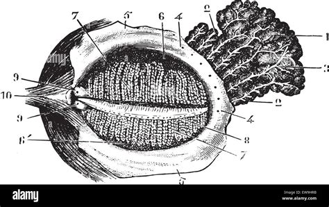 Faced With Deep Eyelid Lacrimal Gland Vintage Engraved Illustration