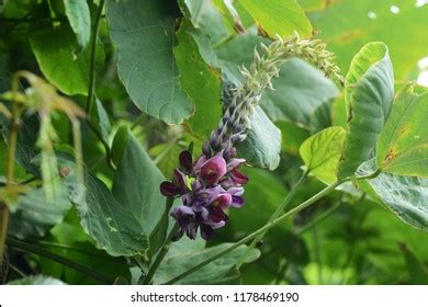 Kudzu Vine Flowers Stock Photo 1178469190 | Shutterstock