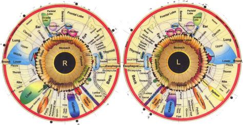 What It Iris Chart And How To Read Iris Chart Maikong Iridology