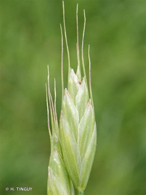 Brome mou Bromus hordeaceus Atlas de la biodiversité du Havre