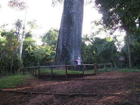 The Patriarch Tree – Santa Rita do Passa Quatro, Brazil - Atlas Obscura