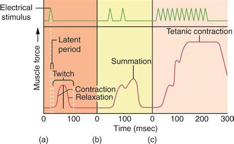 Neuromuscular Junctions And Muscle Contractions Anatomy And