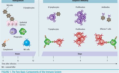 Basic Immunology Abbas Notes Clubshopde