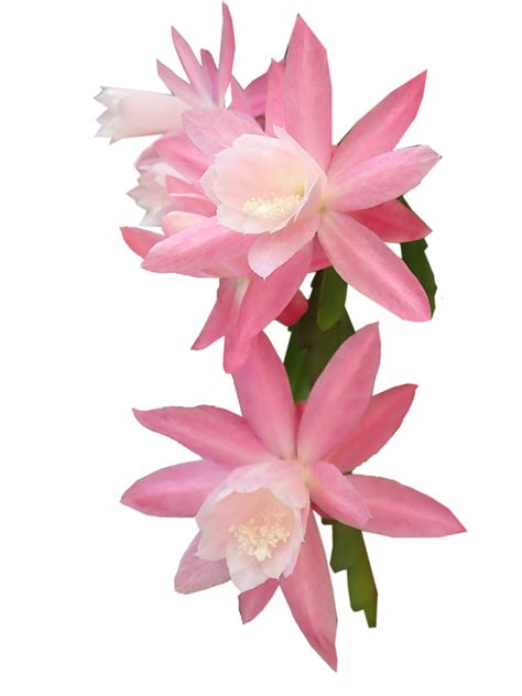 Download Flower Pink Orchid Cactus, Plant, Greeting Card. Royalty-Free ...