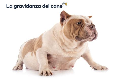 Gravidanza Del Cane Cosa Fare Prima Durante E Dopo Khani It