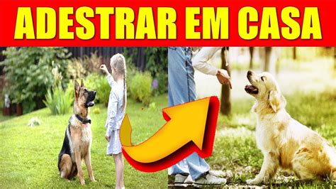 ADESTRAR CACHORRO EM CASA APRENDA essas dicas QUE VOCÊ pode fazer em