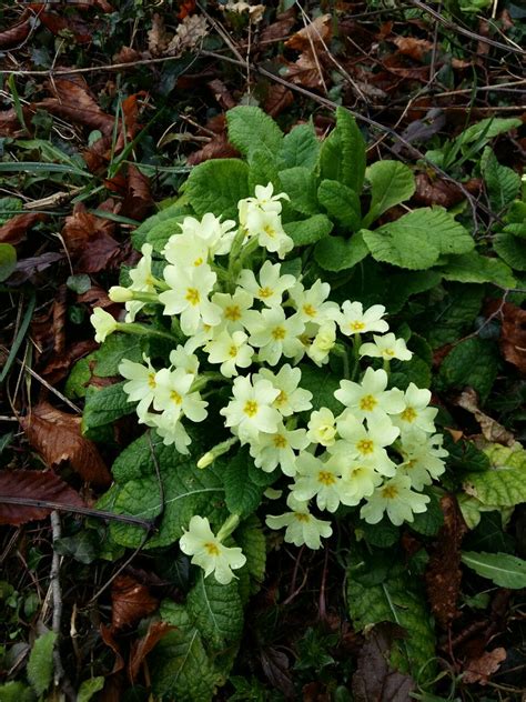 Camping Glavotok On Twitter The Loveliest Flowers The Closest Cling