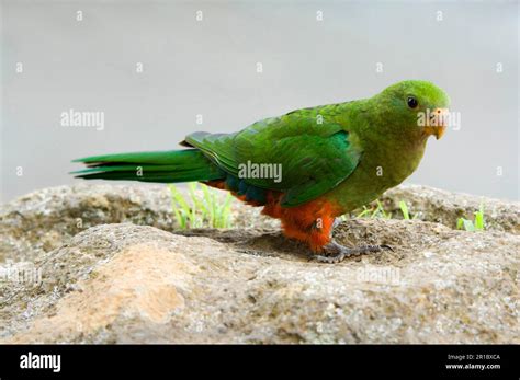 Australian King Parrot Australian King Parakeets Parrots Parakeets