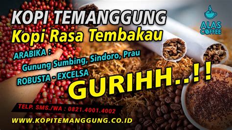 Panen Kebun Kopi Temanggung Kopi Robusta Terbaik Rasa Tembakau