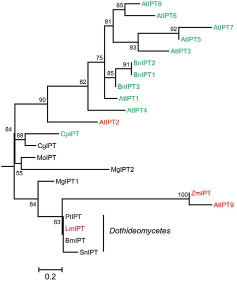 Frontiers Cytokinin Metabolism Of Pathogenic Fungus Leptosphaeria