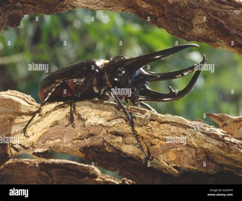 Giant rhinoceros beetle Stock Photo - Alamy