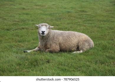 Lone Romney Marsh Sheep Sitting Field Stock Photo 787906525 | Shutterstock