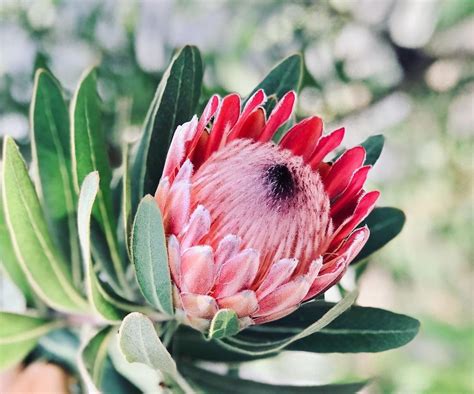 King Protea Flowering Time South Africa Best Flower Site