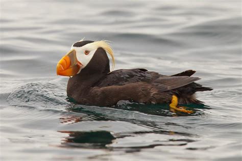 Southeast Alaska Birding Trail | Audubon Alaska